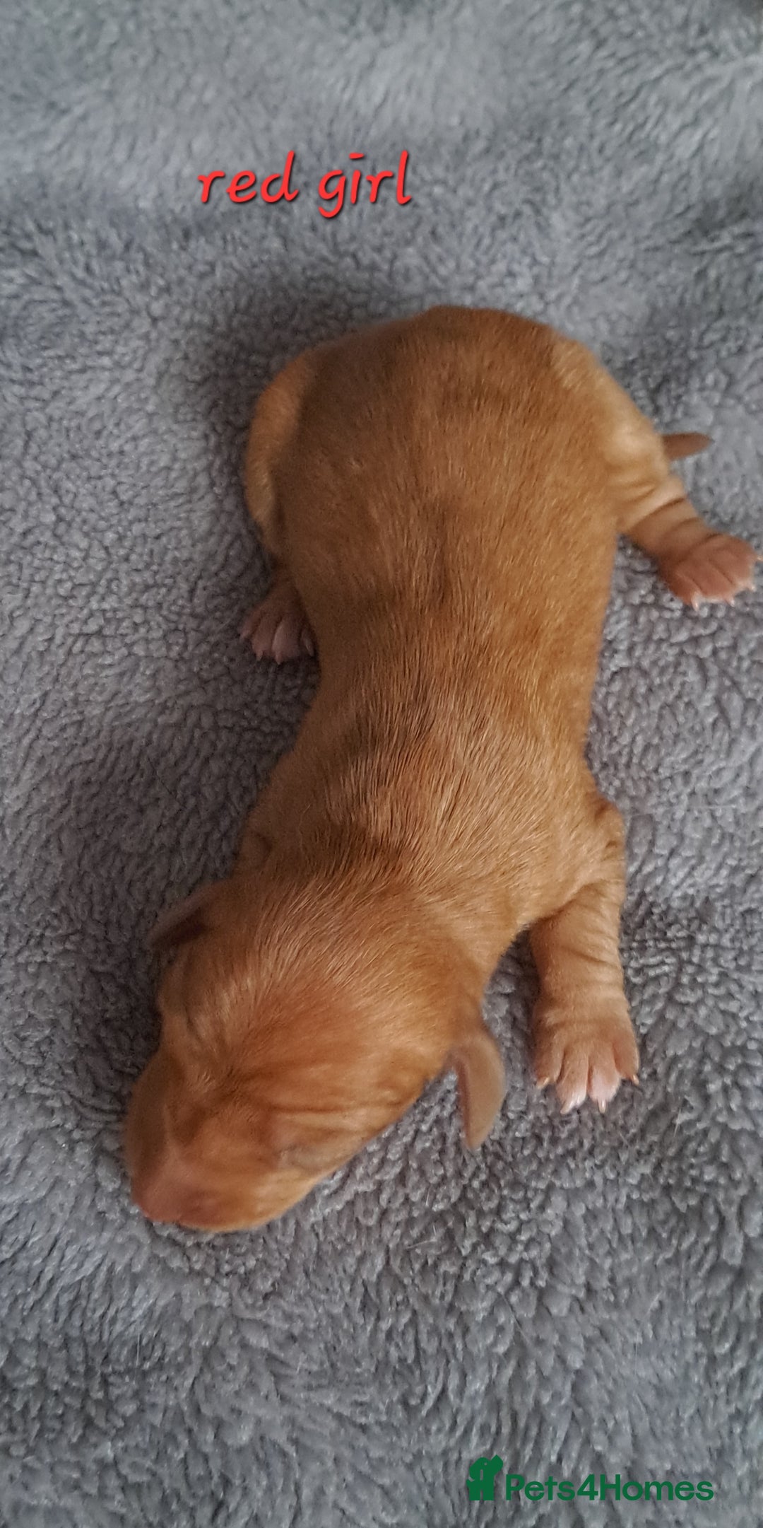 Dachshund dogs for sale: Miniature dachshund puppies  - Advert 13