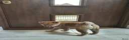 Japanese Shiba Inu dogs for sale: Pure Breed Japanese Shiba Inu Puppies  in Goole - Advert 6