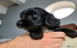 Cockapoo dogs for sale: F1 Cockapoo Puppies. Thick Coats. DNA tested - Image 16