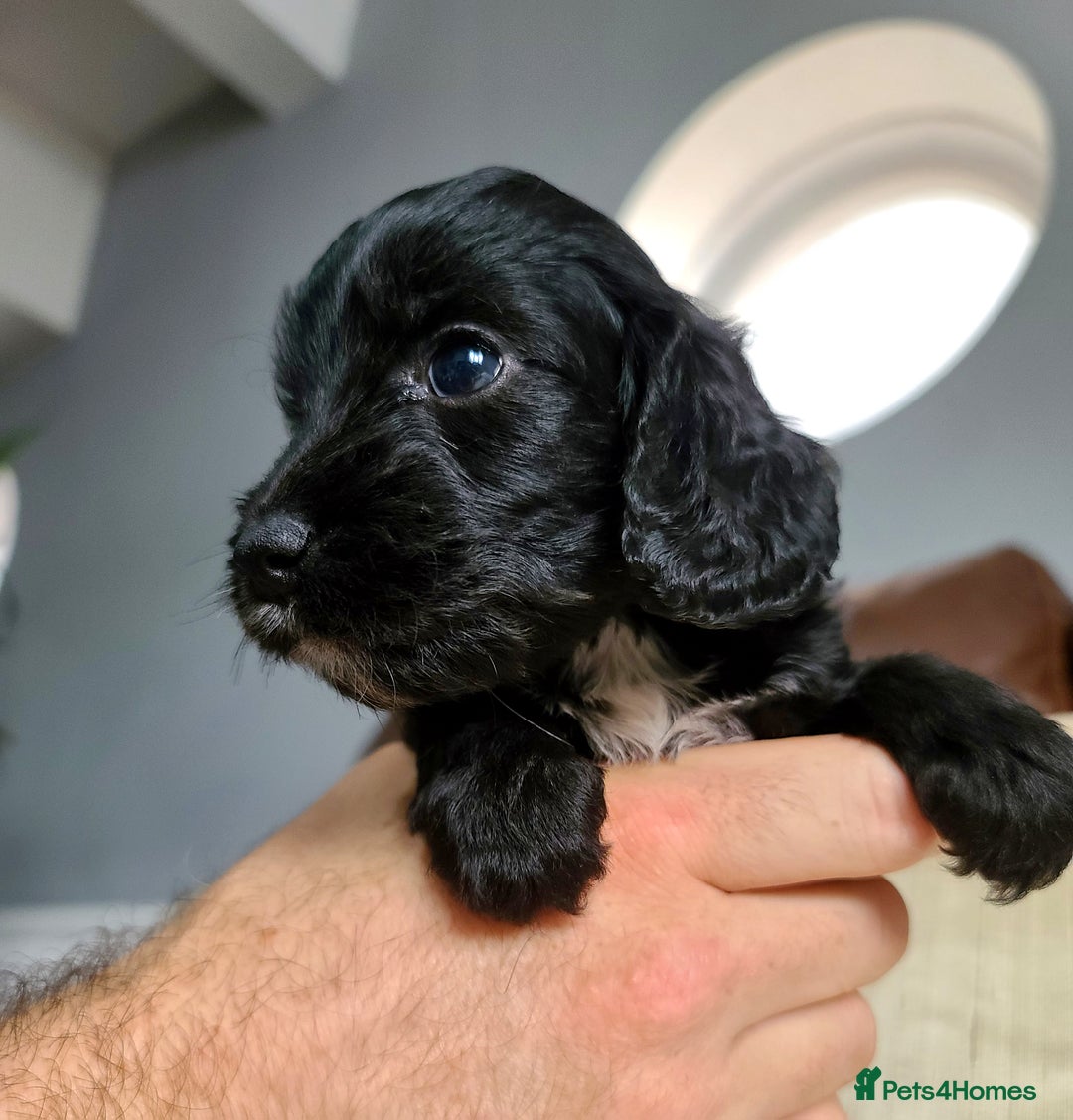 Cockapoo dogs for sale: F1 Cockapoo Puppies. Thick Coats. DNA tested - Image 16