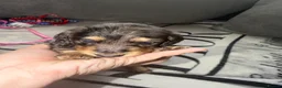 Miniature Dachshund dogs for sale: Long haired miniature dachshund Puppies  in Salford - Advert 10