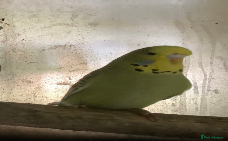 Cockatiels birds - Advert 11