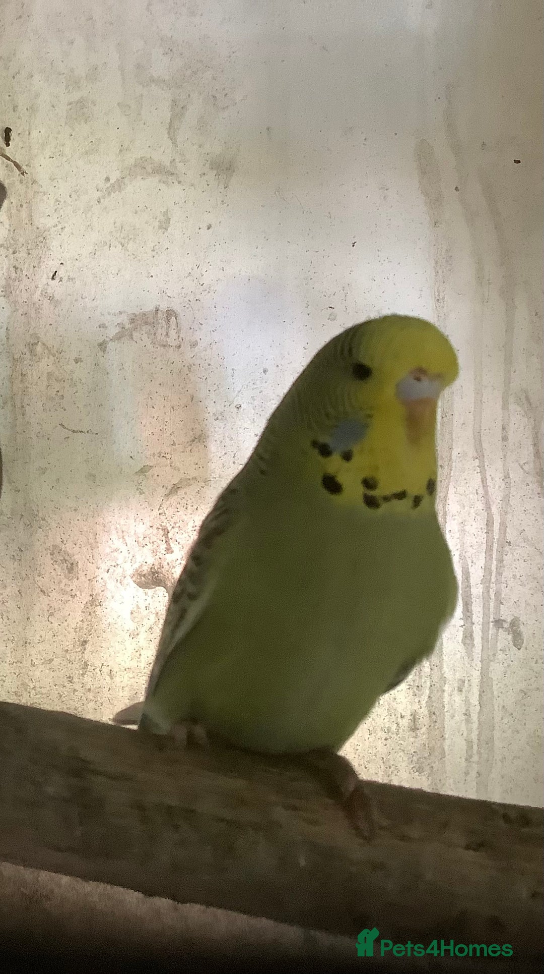 Cockatiels birds for sale: 2025  Cockatiels and Budgies - Image 6