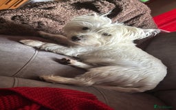 West Highland Terrier dogs for sale: Stunning Hand-Reared Westies – 4 Beautiful Boys - Image 10