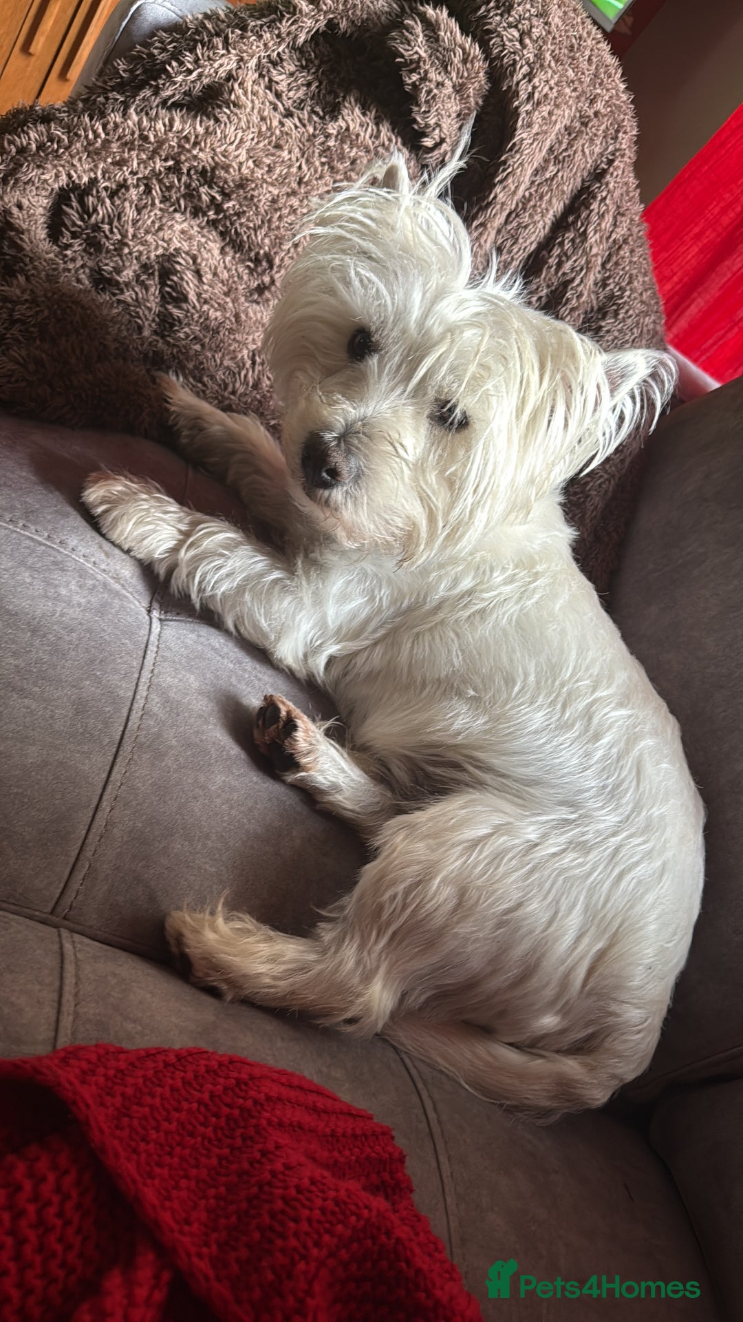 West Highland Terrier dogs for sale: Stunning Hand-Reared Westies – 4 Beautiful Boys - Image 10
