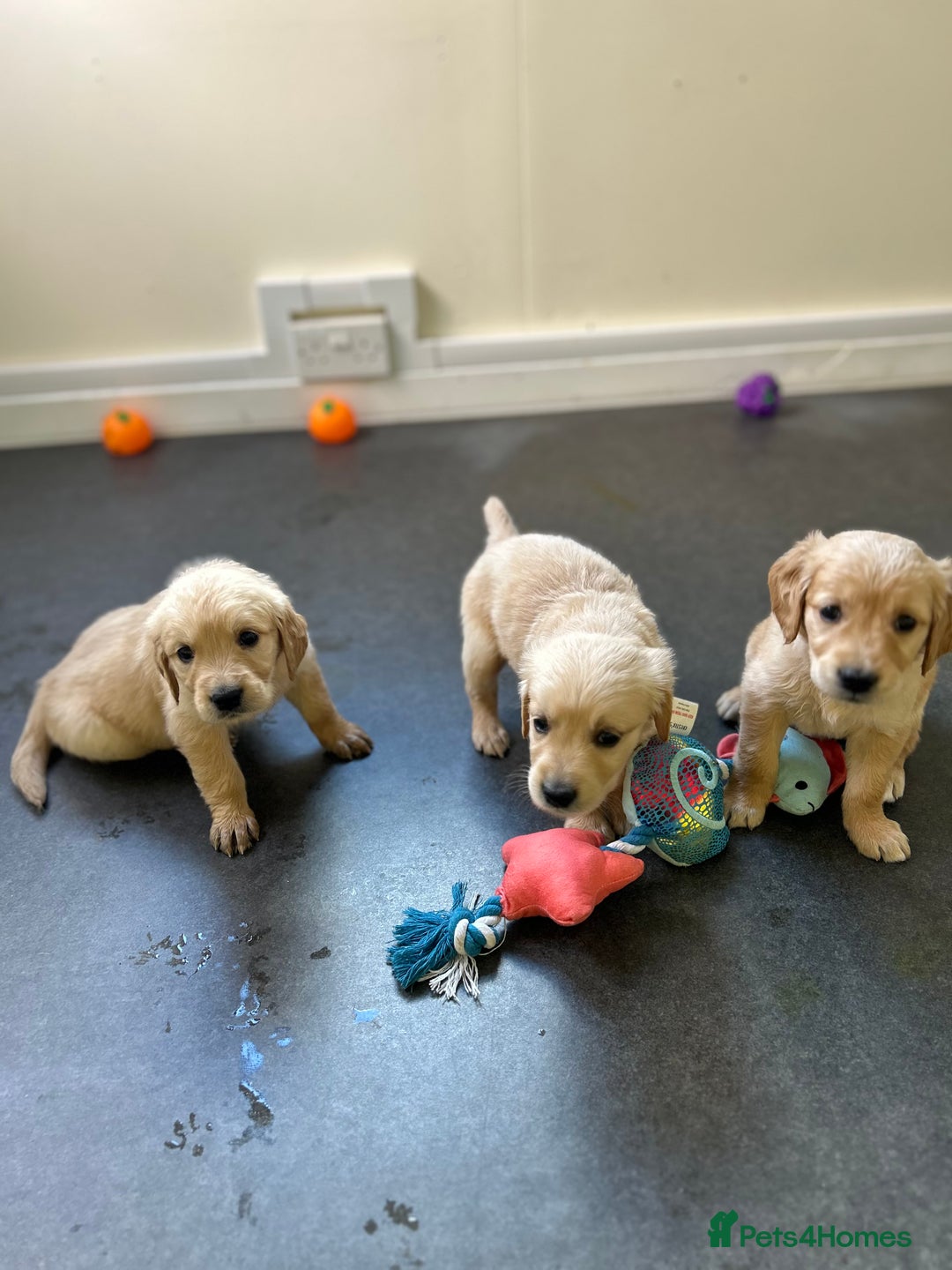 Golden Retriever dogs for sale: Golden retriever puppies for sale  - Image 34