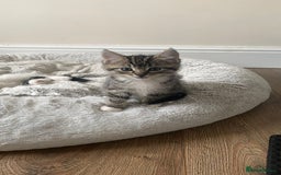 Mixed Breed cats for sale: Mixed breed ragdoll kittens  - Image 4