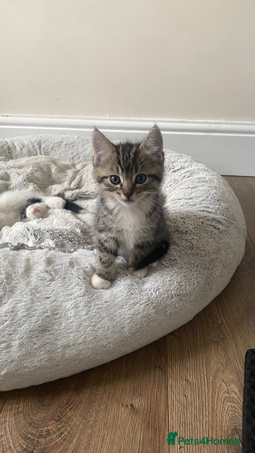 Mixed Breed cats for sale: Mixed breed ragdoll kittens  - Image 4
