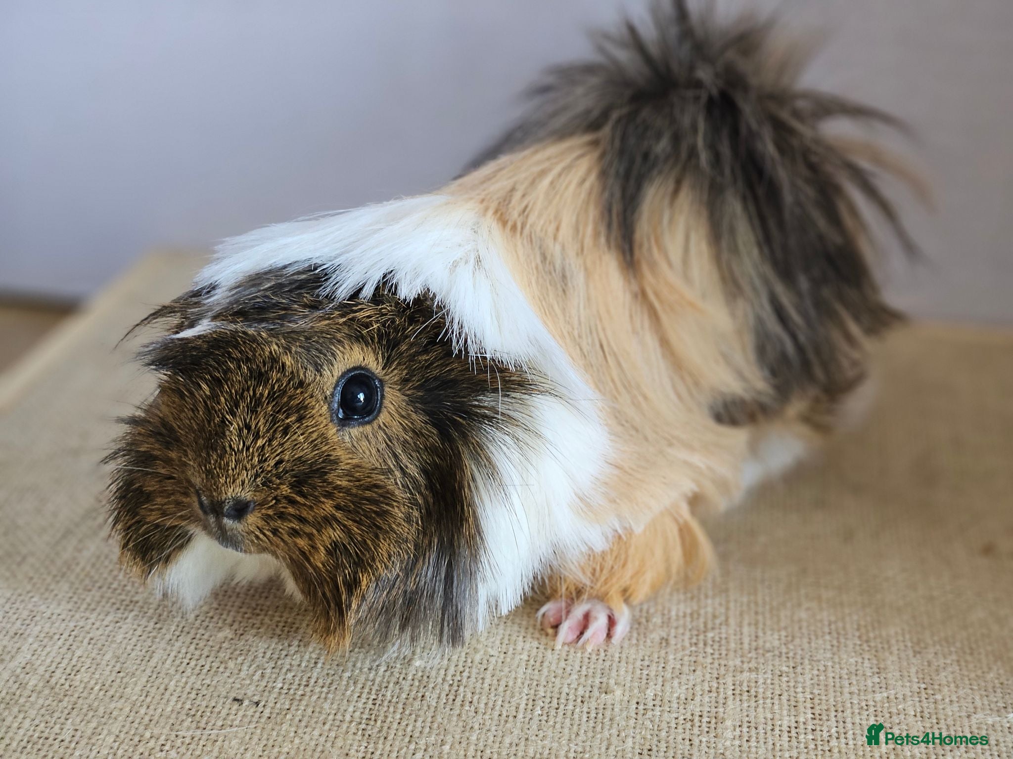 Guinea Pig rodents Various adult female guinea pig sows - Advert 15