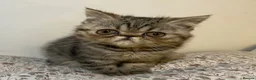 Exotic cats for sale: Exotic Persians - Advert 6