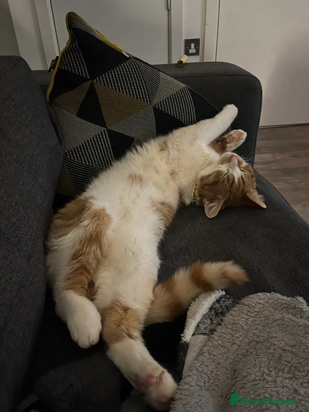 Domestic Shorthair cats for sale: The most perfect boy in Birmingham - Advert 6