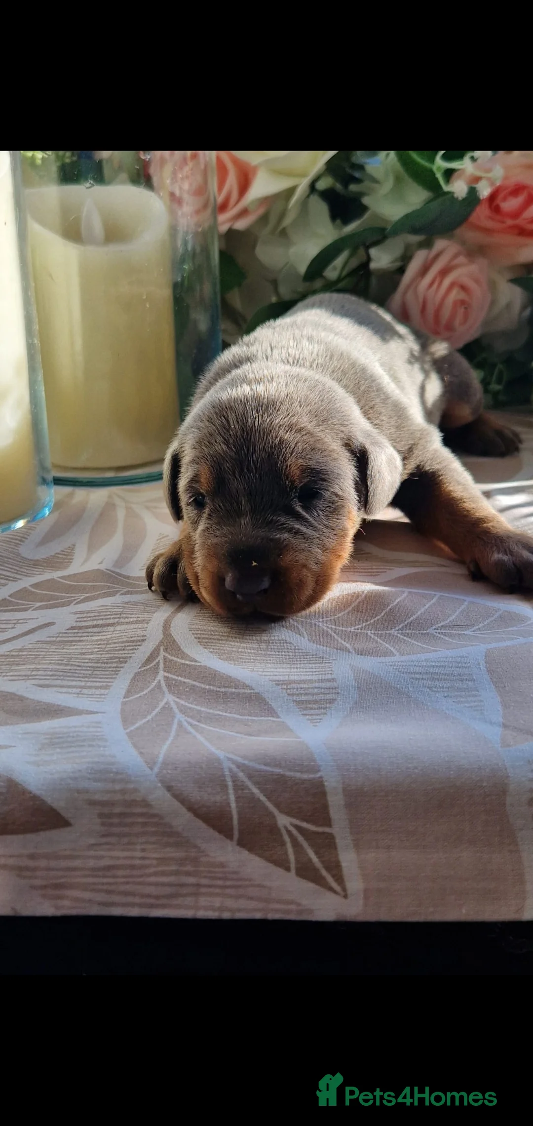 Dobermann dogs for sale: Elite European Doberman Puppies  in Knottingley - Advert 4