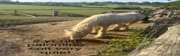 Irish Cob horses for sale: Mare, filly and colts  - Advert 3