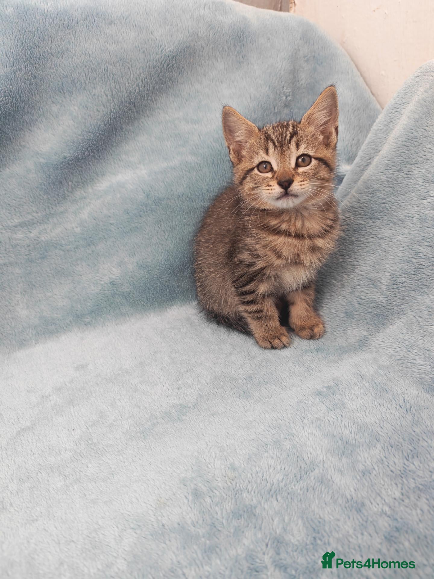 Mixed Breed cats for sale: Beautiful FLUFFY kittens VIDEOS - Advert 7