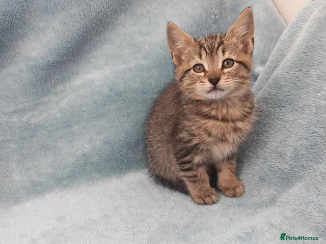 Mixed Breed cats for sale: Beautiful FLUFFY kittens VIDEOS - Advert 7