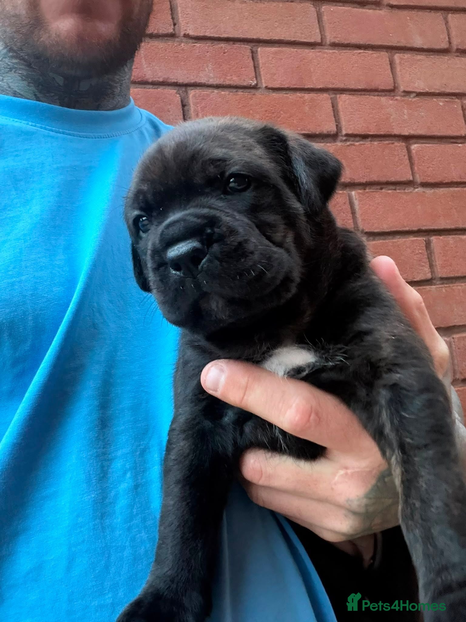 Mixed Breed dogs Cane Corso/Rottweiler puppies - Advert 3