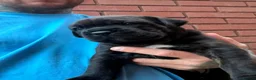 Mixed Breed dogs for sale: Cane Corso/Rottweiler puppies in Bridgwater - Advert 1