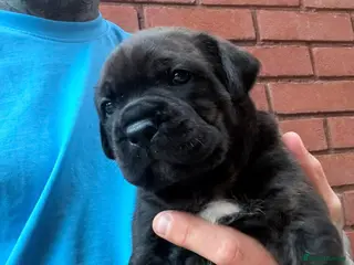 Mixed Breed dogs Cane Corso/Rottweiler puppies - Advert 1