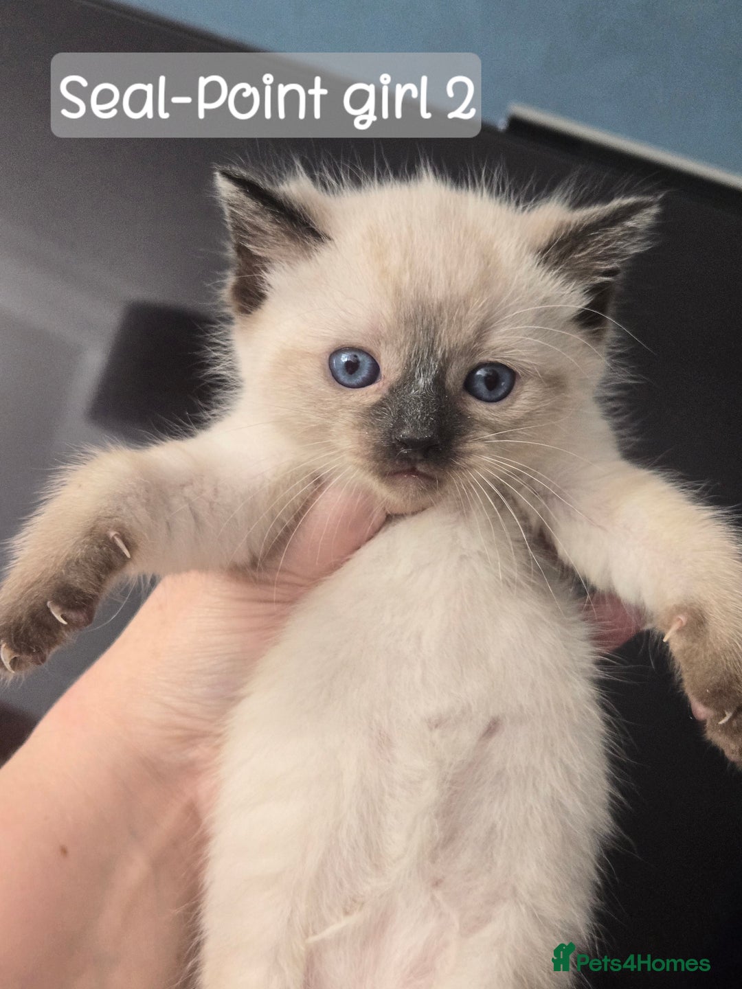 Ragdoll cats for sale: 12 half-Ragdolls (£150-£475) - Image 5
