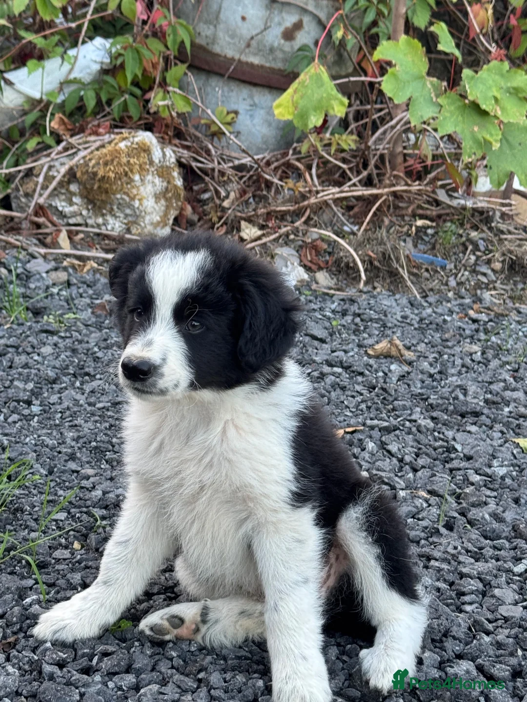 Border Collie dogs for sale: 2 border collie Pups- Ready to go now! - Advert 2