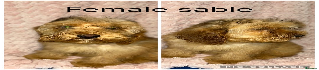 Cockapoo Puppy 5