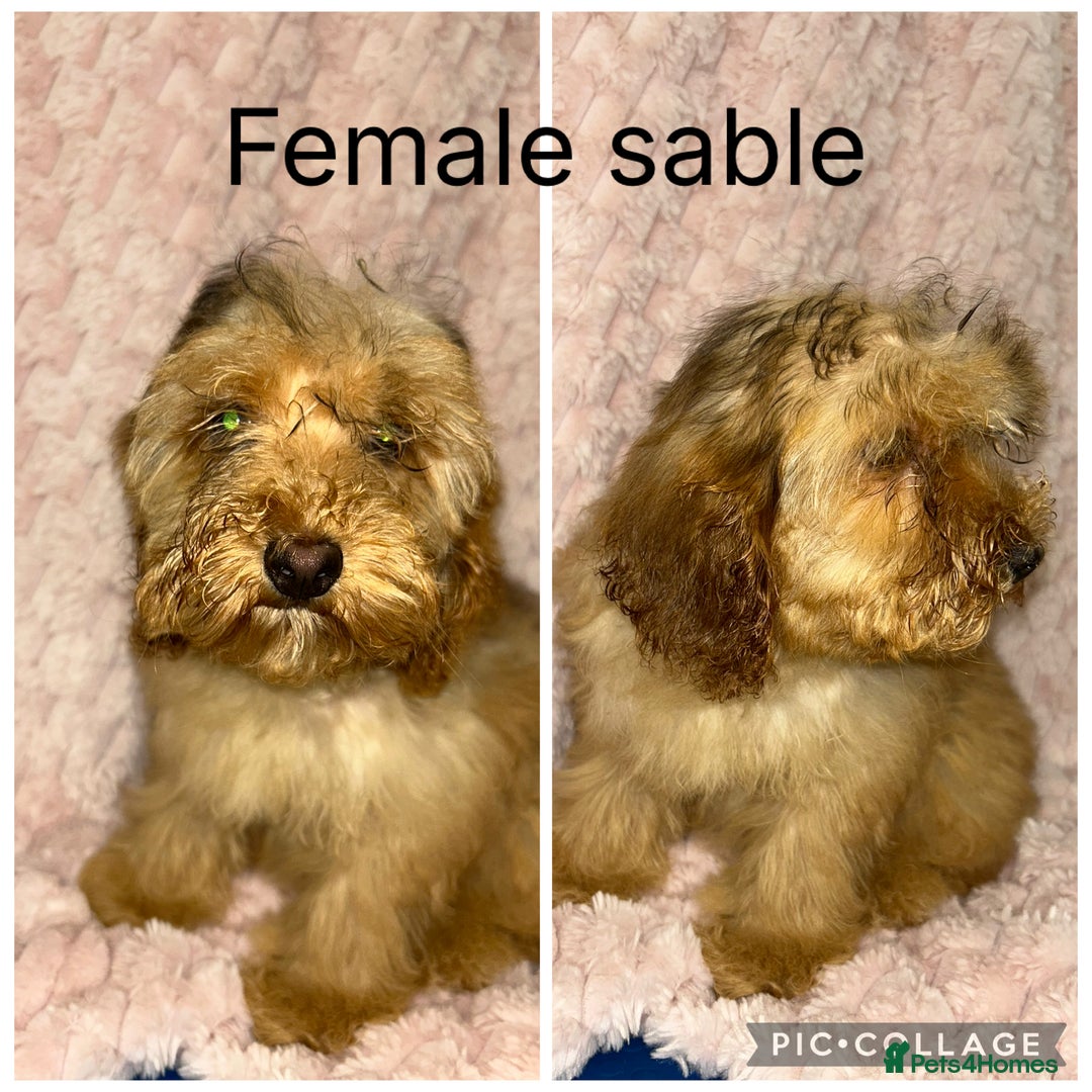 Cockapoo dogs for sale: F1 cockapoos - Image 2