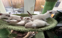Siamese cats for sale: Siamese seal points  - Image 8