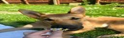 Belgian Shepherd Dog dogs for sale: Winston 3 year old Belgian shepherd  in Ipswich - Advert 3