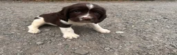 English Springer Spaniel dogs for sale: Working English Springer Spaniel Puppies - Advert 9