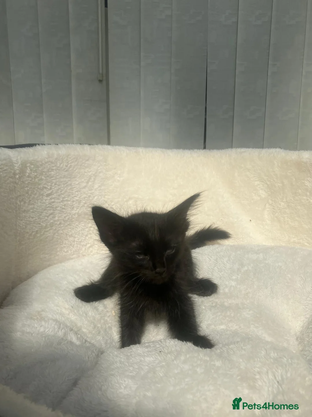 Siamese cats for sale: X5 female siamese/oriental kittens Ready to leave. - Advert 16