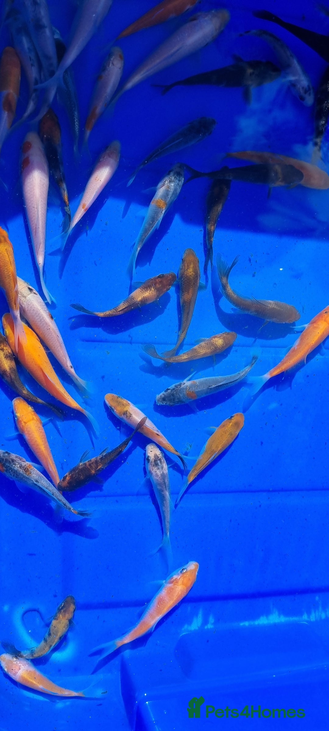 Koi Carp fish for sale: 2 to 4 inch Mixed Koi Carp Fry: young pond fish - Image 13
