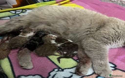 Mixed Breed cats for sale: Kittens for sale  - Image 20