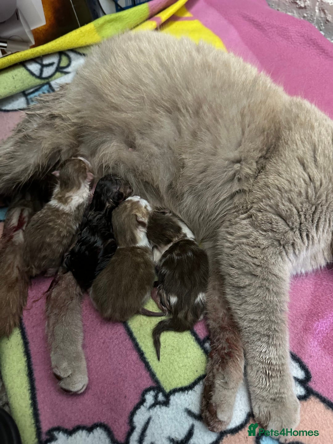 Mixed Breed cats for sale: Kittens for sale  - Image 20
