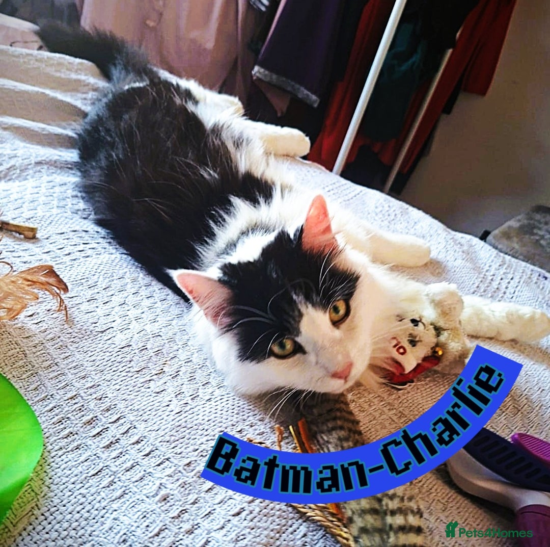 Mixed Breed cats for sale: Free to a Loving Home 2 Cats& 1 Kitten-Swansea - Advert 11