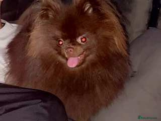 Pomeranian dogs in Wellingborough - Advert 25