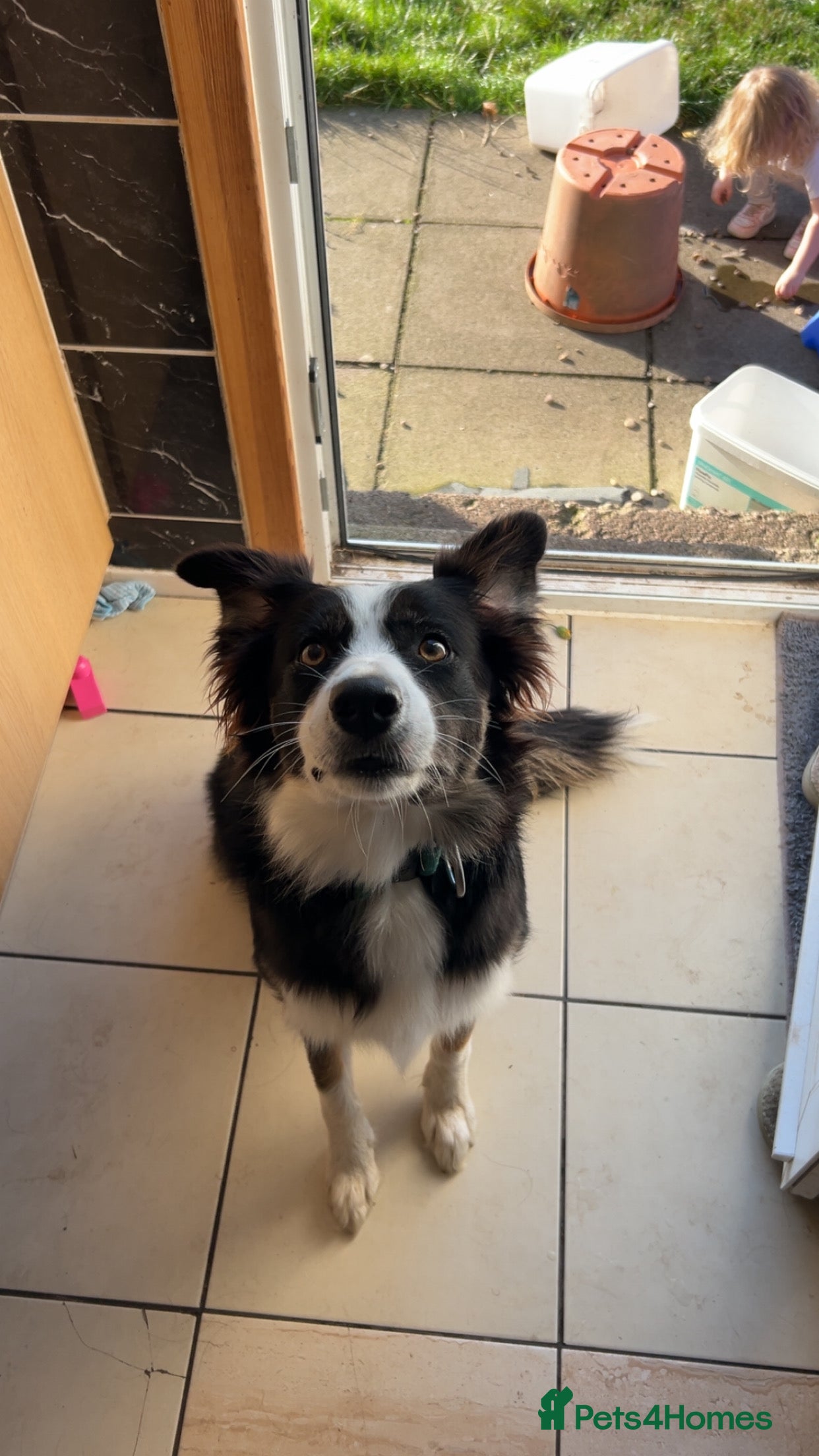 Border Collie dogs Border collie puppies for sale  - Advert 7