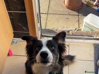 Border Collie dogs Border collie puppies for sale - Advert 1