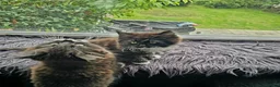 Mixed Breed cats for sale: Two fluffy kittens looking for forever loving home - Advert 2
