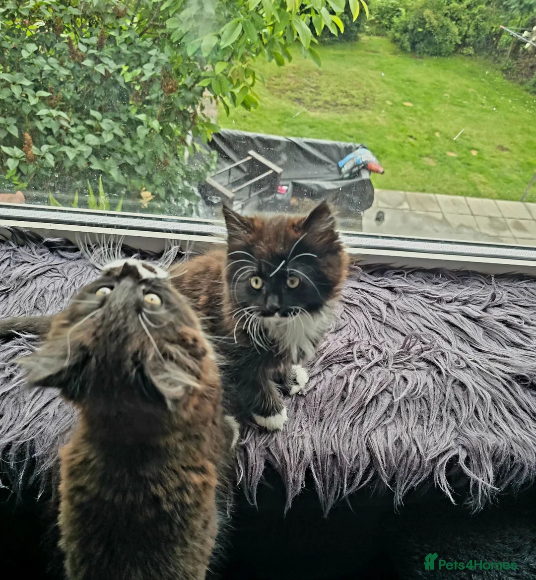Mixed Breed cats for sale: Two fluffy kittens looking for forever loving home - Advert 2