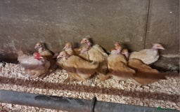 Chickens poultry for sale: Naked Neck Bantams chicks/growers in York - Image 5