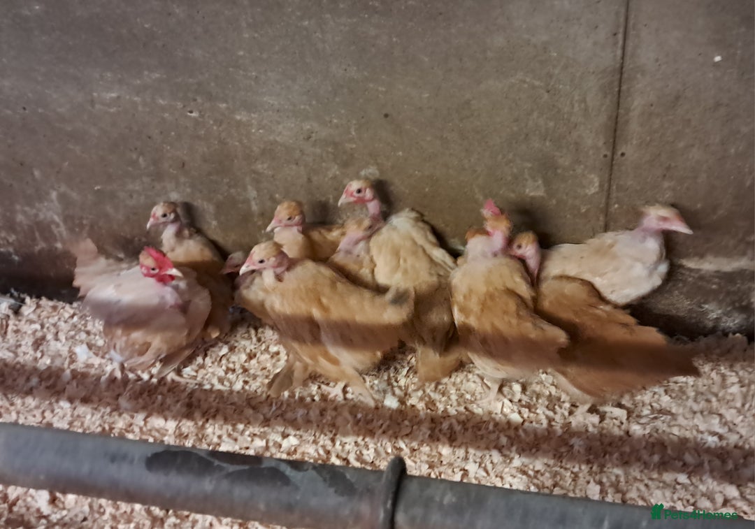 Chickens poultry for sale: Naked Neck Bantams chicks/growers in York - Image 5