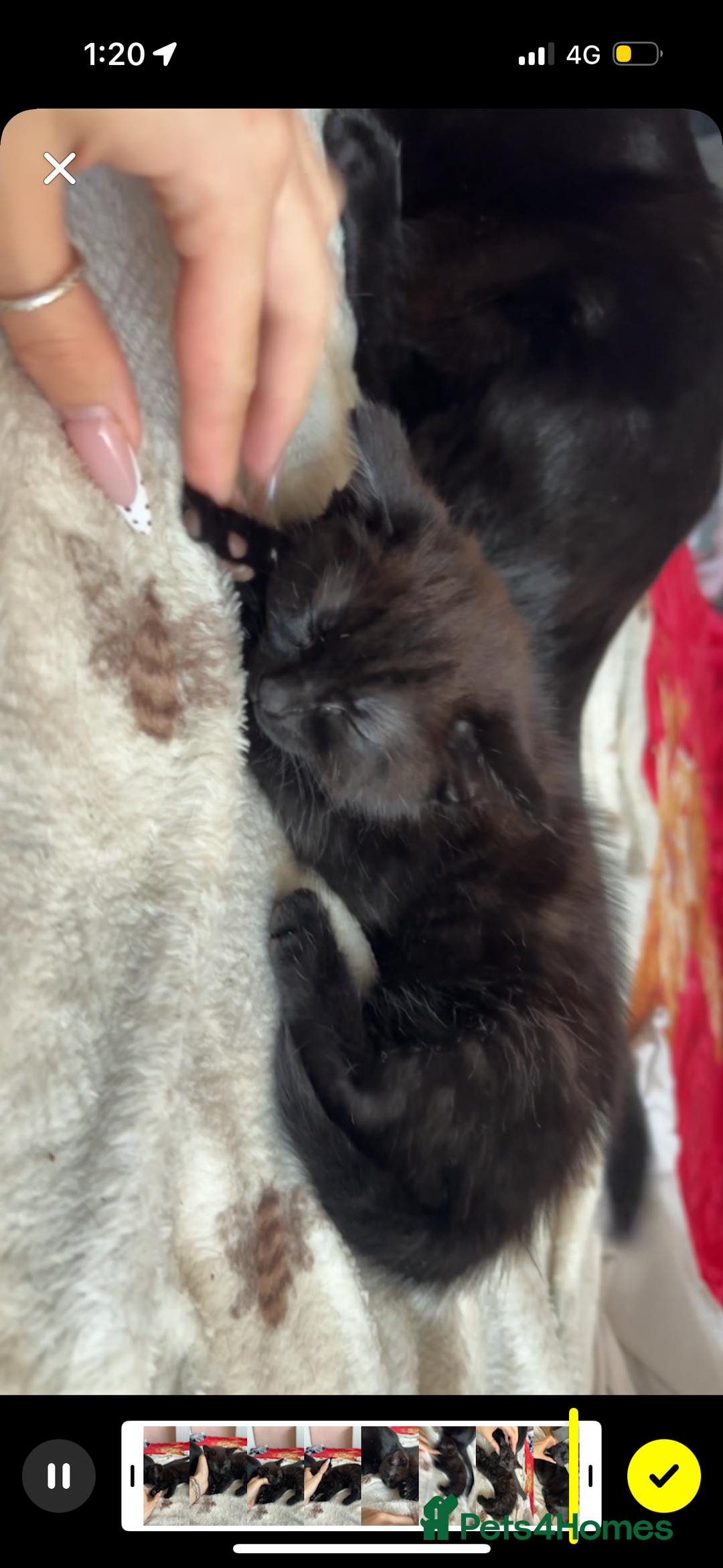Mixed Breed cats for sale: Playful baby boy for sale - Advert 2