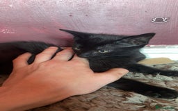 Mixed Breed cats for sale: kittens[DO NOT MESSAGE IF NOT INTERESTED] - Image 2