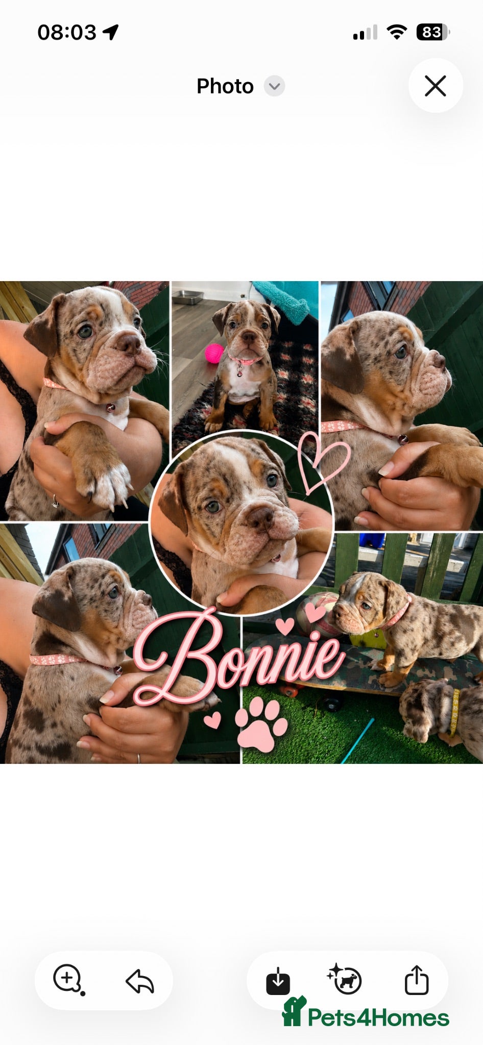 Dorset Olde Tyme Bulldogge dogs OLDE ENGLISH BULLDOG READY TO LEAVE  - Advert 1