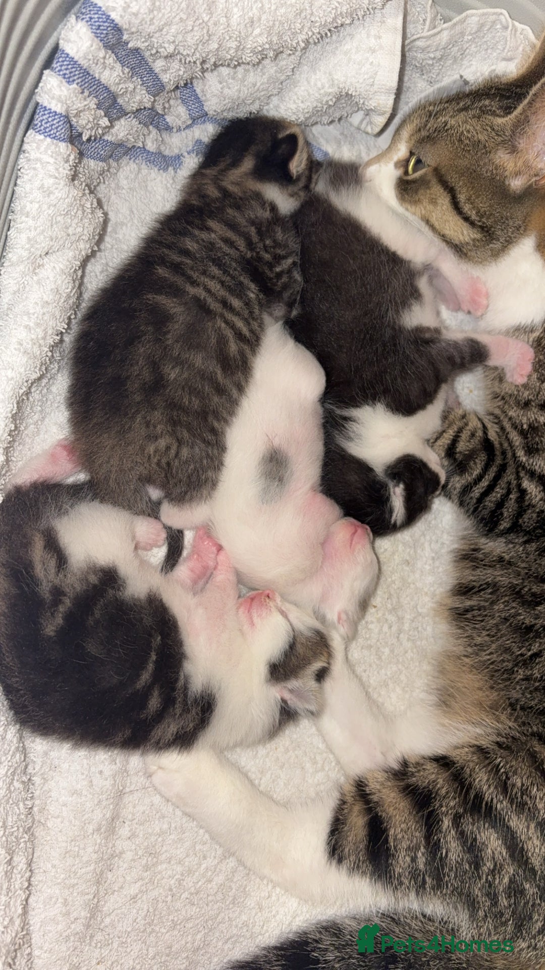 Mixed Breed cats for sale: Kittens for sale  - Image 2