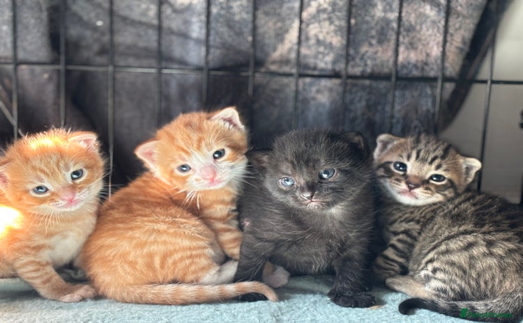 Domestic Shorthair cats - Advert 4