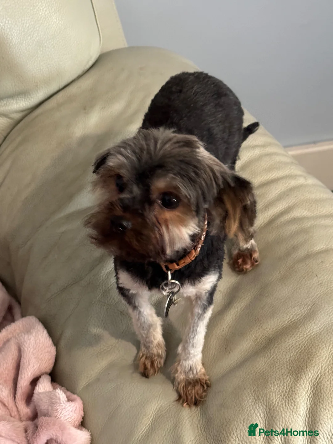 Yorkshire Terrier dogs for sale: 3 year old Yorkshire terrier in Kilmarnock - Advert 3