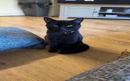 British Longhair cats for sale: 2 Male Cats - Image 3