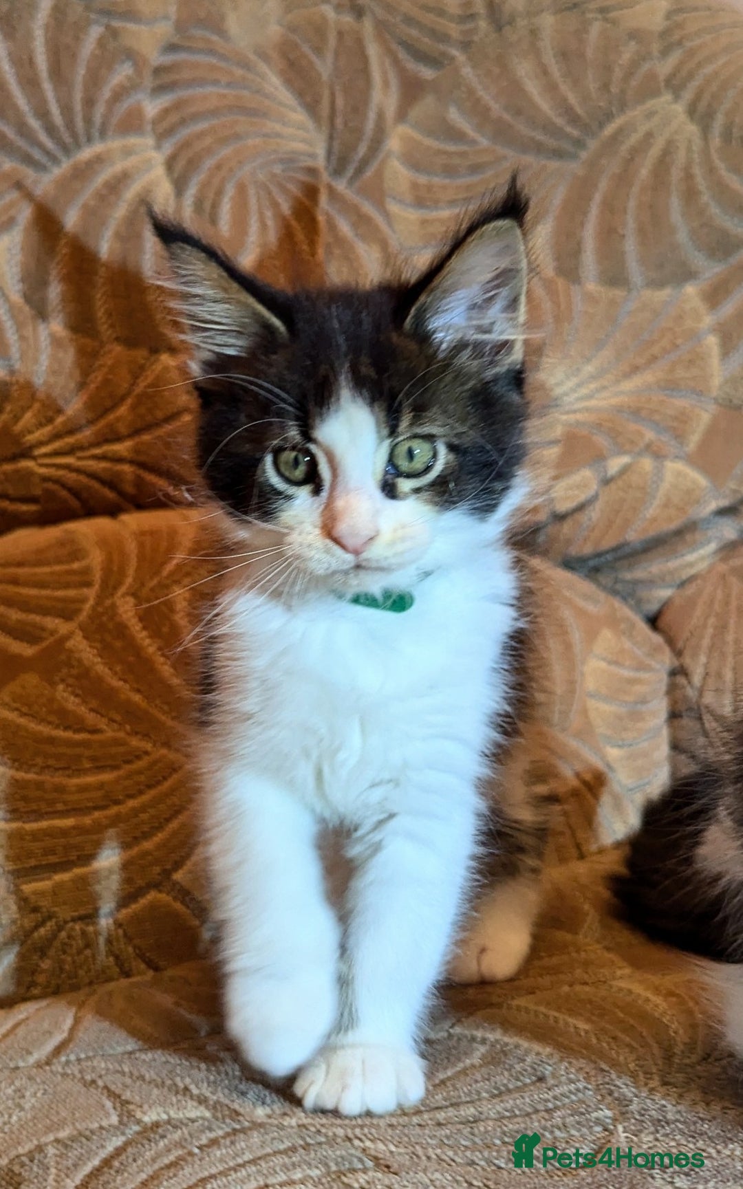 Maine Coon cats for sale: 🐾 Giant GCCF Maine Coon Kitties Champion Lines - Image 10