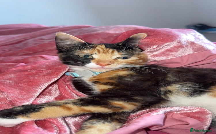 Mixed Breed cats - Advert 12